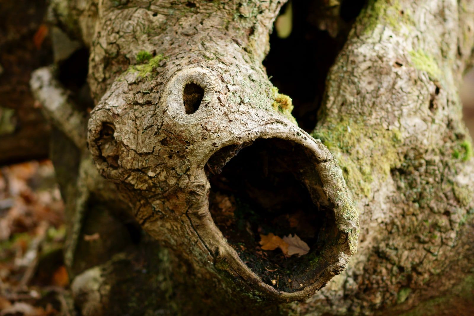 A close-up of a mossy grey tree limb that forks in two, with a small hollow knot above a large round hollow that has dead leaves lying in the bottom.