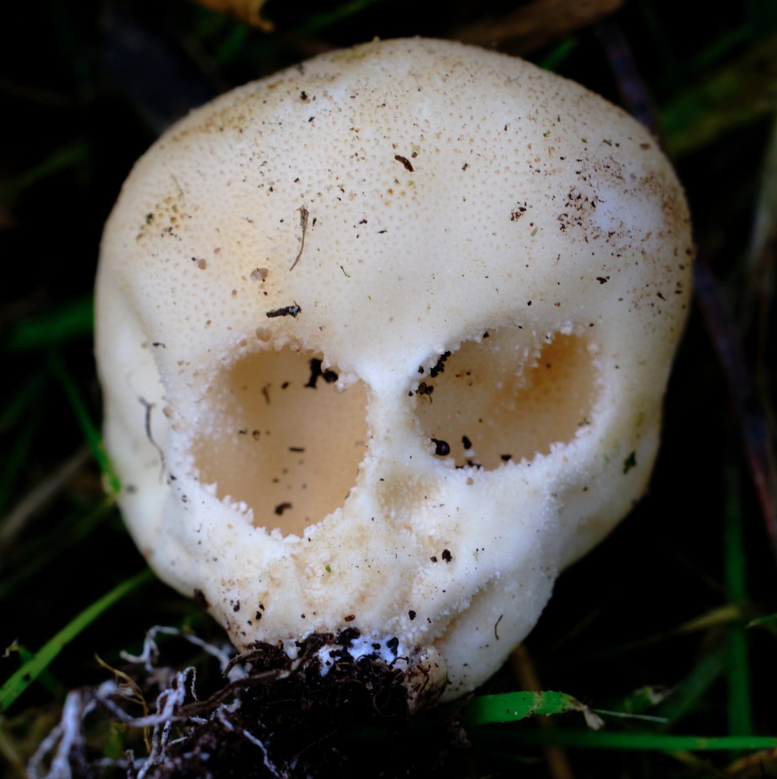 A pale, rounded object in dark grass with two large shallow hollows side by side and soil and roots clinging to its narrow base.